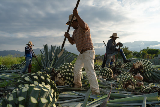 Mezcal vs. Tequila: What’s the Real Difference?